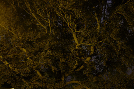 A photo of trees taken at night. 